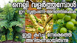 നെല്ലി കായ്ക്കാൻnelli kaykkan malayalamamla plantfruit plants malayalamplants in pot [upl. by Ichabod]