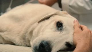 Top 10 Saddest Animal Deaths in Movies [upl. by Iel783]