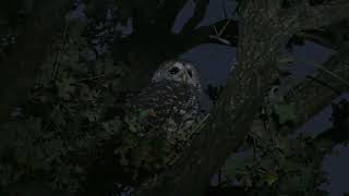 Barred Owls calling and caterwauling [upl. by Junina]