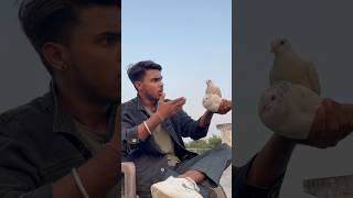 Kabuter ka sacha pyar ☠️🕊️👀petlovers pigeon shortfeed yt viralvideo spkabuterclub 😅🙏 [upl. by Nuahsyar]