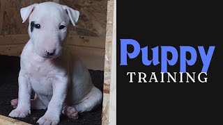 Bull Terrier Puppies Training and explaining pt2 [upl. by Jeffry486]