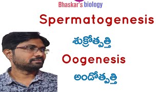 Spermatogenesis and oogenesis class 12 Bhaskars biology [upl. by Hgielyak700]