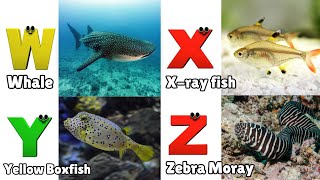 Sea Animals ABC Song  Sea Animals for Toddler  Alphabet Song  Phonics for Kids  Alphabet Letters [upl. by Stanwinn762]