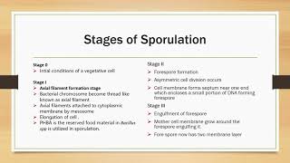 Sporulation amp Germination in Bacteria Final [upl. by Muriah969]