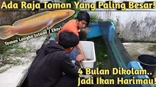 TUMBUH 2 X LIPAT INI WUJUD TOMAN XANTHIC TERBARU SAAT KOLAM DIKURAS [upl. by Amata]