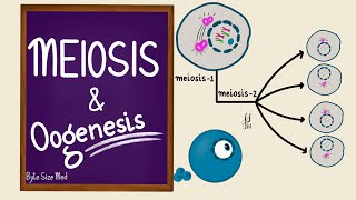 Meiosis  Oogenesis  Gametogenesis  Human Embryology  Reproductive Physiology [upl. by Albie958]