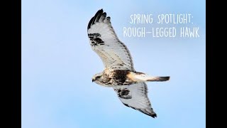 Spring Spotlight  The RoughLegged Hawk [upl. by Kelsey209]