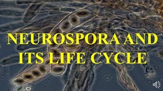 NEUROSPORA AND ITS LIFE CYCLE [upl. by Ettennor]