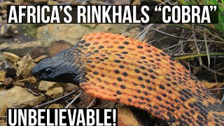 Getting To Know The Rinkhals “Spitting Cobra” [upl. by Ansev]