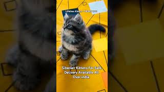 Adorable Siberian Kittens For Sale in gurgaon newdelhi mumbai thane bangalore siberiancat goa [upl. by Leahciam]