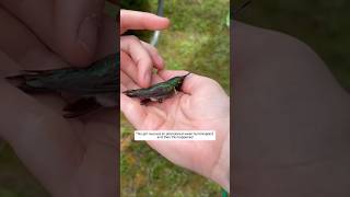 This girl rescued an abandoned weak hummingbird and then this happened animalshorts [upl. by Anama143]