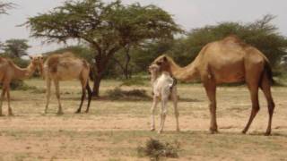 Quruxda Geela Soomaalida  The beauty of Somali Camels [upl. by Piks]