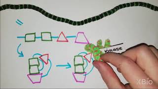 Chemiosmosis And Oxidative Phosphorylation  Federal And KPK Board  Class 11 Biology [upl. by Alegnat764]