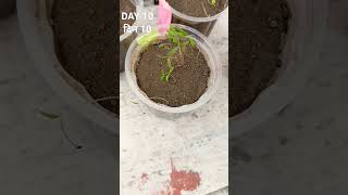 HOW TO GROW AMARANTHUS FROM SEED AMRANTHUAS FLOWER gardening garden farming plant [upl. by Tamara]