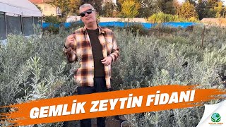 Gemlik Zeytin Fidanları [upl. by Ellenrahc891]