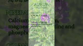 Alfalfa  Medicago sativa [upl. by Enilarac591]