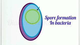 spores and cysts in bacteria  spore formation  spores animation vedio [upl. by Llenahc]