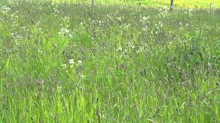 HIdden Corncrake on Iona [upl. by Ier]