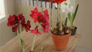 Home Garden  How to Plant Amaryllis [upl. by Warton108]