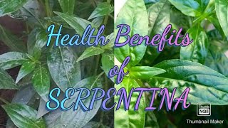 Health Benefits of Serpentina [upl. by Pietrek]