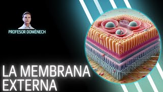 Descubriendo la MEMBRANA EXTERNA de las BACTERIAS GRAM NEGATIVAS [upl. by Arria]