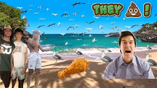 Feeding Seagulls Laxatives PRANK [upl. by Ariajaj]