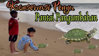 Konservasi Penyu Pantai Pangumbahan  Penangkaran Penyu  Melepas Bayi Penyu di Lautan Lepas [upl. by Eisler]