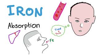 Iron Studies  Iron Absorption  Ferrous Fe2 Ferric Fe3 TIBC Transferrin  Part 1 [upl. by Enamart806]