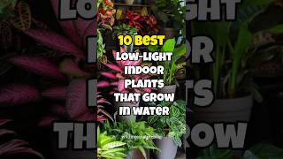 Best low light indoor plants that grow in water ✅ [upl. by Gerrald685]