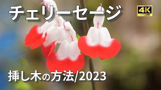 【チェリーセージ】挿し木の方法 2023 宮崎県 [upl. by Cicero]