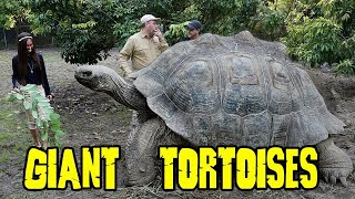 Galapagos Tortoises  London Zoo  Galapagos Tortoise Hatching  Galapagos Tortoise Enclosure [upl. by Jaime]