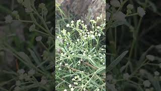 Parthenium hysterophorus flower Indian Telangana garlapadu Village nature life [upl. by Russom]