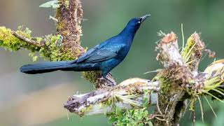 Greattailed Grackle Quiscalus mexicanus [upl. by Hannibal71]