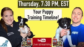 Puppy Training Schedule Week By Week  Professional Dog Training Tips [upl. by Rovelli]