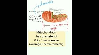 Mitochondria part 1 NCERT class 11 biology neetug [upl. by Stanfield744]