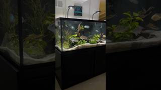 150 Gallon South American Cichlid Tank [upl. by Rie]