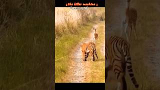 tigertigerhuntindiantigersytshots youtubeshortsshorts [upl. by Herby]