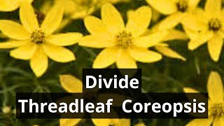 How To Divide Coreopsis Zagreb Threadleaf Tickseed [upl. by Currey]