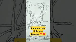 reproductions of Rhizopus zygospores botany diagram  youtubeshorts biology imp shortvideo ❤️❣️ [upl. by Oratnek]