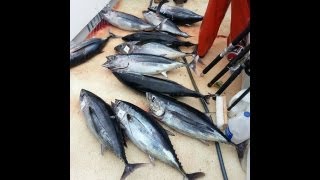 quot ALBACORE TUNA FISHING WITH CAPT AARON ANFINSON OF BASS TUB SPORT FISHING quot [upl. by Gibun334]