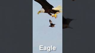 Eagle on flying wildeagle birds eagle wildlife bigeagle eagles nature whiteeagle animals [upl. by Matusow]