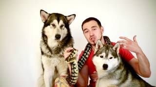 трейлер TOP DOGS husky and malamute [upl. by Houston857]