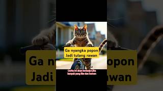 Popon si kucing mandiri shortvideo cat drama [upl. by Ariaic]