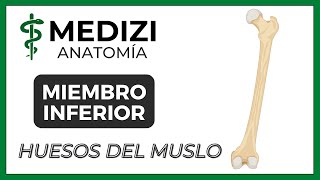 Anatomía de Miembro Inferior MMII  Fémur y Rótula NUEVA VERSIÓN [upl. by Aicekal]