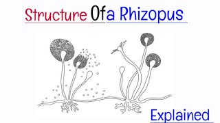 Rhizopus  Microorganisms  Biology [upl. by Attolrac]