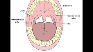 Oropharynx Examination [upl. by Lammaj848]