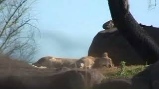 Kilimanjaro Safaris 2010 11 8 lion [upl. by Arlina]