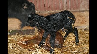 Our Myotonic Fainting Goats are having babies like crazy [upl. by Anor453]