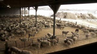 Ontario Lamb Farming [upl. by Dlanod220]