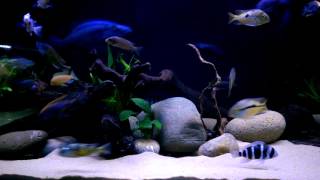 Frontosa Cichlids amp Tank Mates [upl. by Eanrahc]